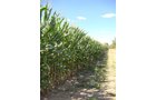 Property photo 4 - 75.5 Acres Offered in 5 Tracts